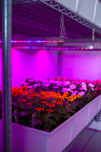 Eden-Growrooms