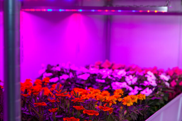 Eden-Growrooms