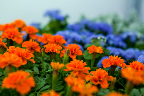 Picture of flowers